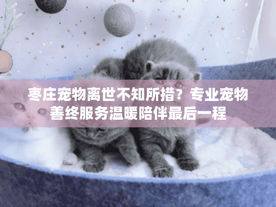 枣庄宠物离世不知所措？专业宠物善终服务温暖陪伴最后一程