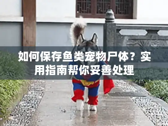 如何保存鱼类宠物尸体？实用指南帮你妥善处理