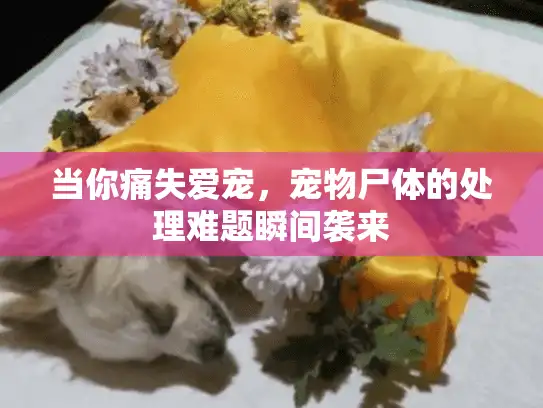 当你痛失爱宠，宠物尸体的处理难题瞬间袭来