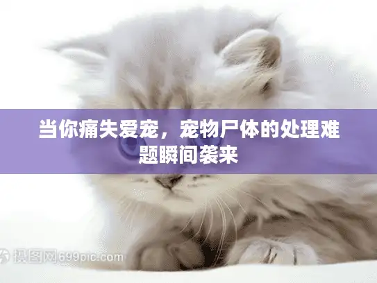 当你痛失爱宠，宠物尸体的处理难题瞬间袭来