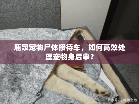鹿泉宠物尸体接待车，如何高效处理宠物身后事？
