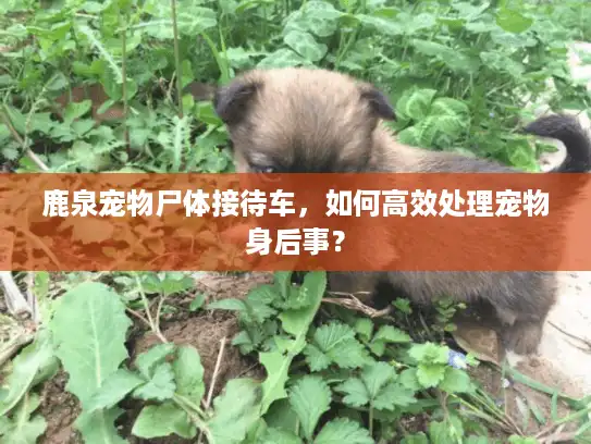 鹿泉宠物尸体接待车，如何高效处理宠物身后事？