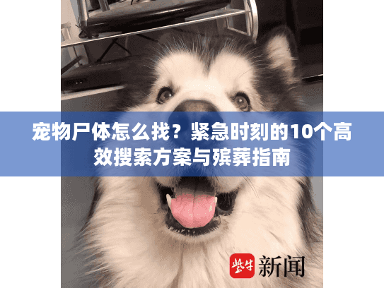 宠物尸体怎么找？紧急时刻的10个高效搜索方案与殡葬指南
