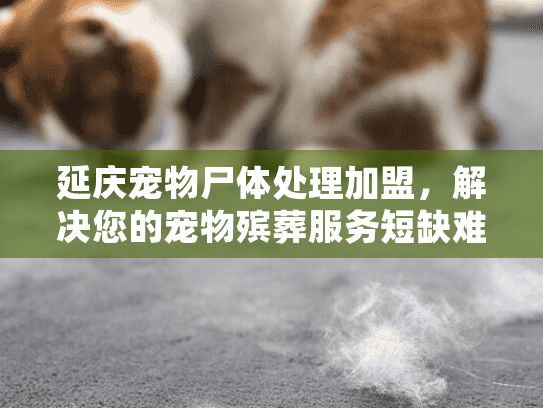 延庆宠物尸体处理加盟，解决您的宠物殡葬服务短缺难题