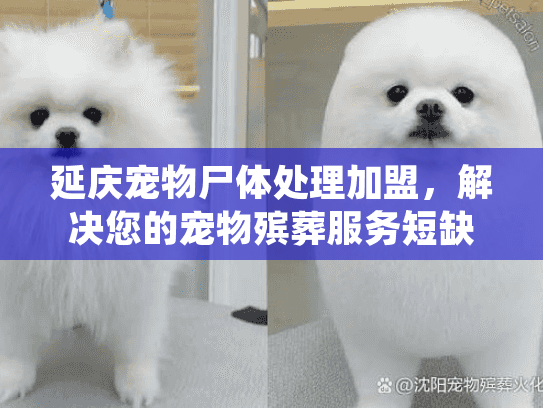 延庆宠物尸体处理加盟，解决您的宠物殡葬服务短缺难题