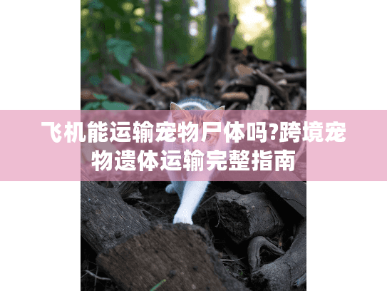 飞机能运输宠物尸体吗?跨境宠物遗体运输完整指南