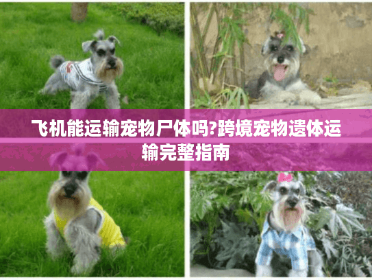 飞机能运输宠物尸体吗?跨境宠物遗体运输完整指南
