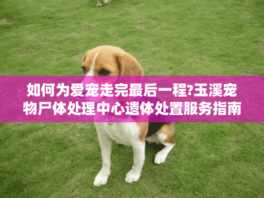 如何为爱宠走完最后一程?玉溪宠物尸体处理中心遗体处置服务指南