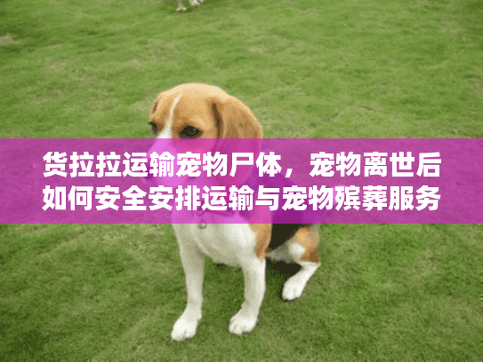 货拉拉运输宠物尸体，宠物离世后如何安全安排运输与宠物殡葬服务？