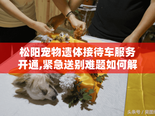 松阳宠物遗体接待车服务开通,紧急送别难题如何解决?