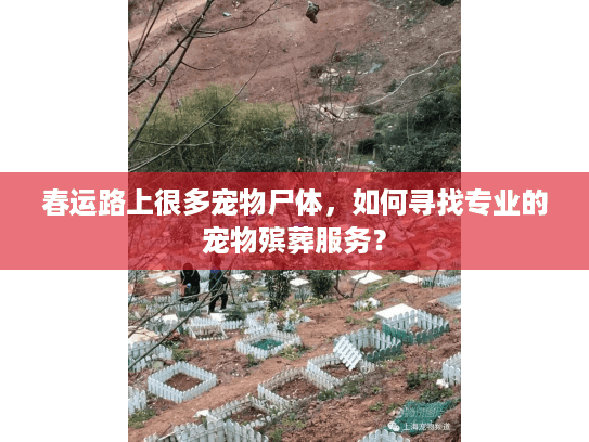 春运路上很多宠物尸体，如何寻找专业的宠物殡葬服务？