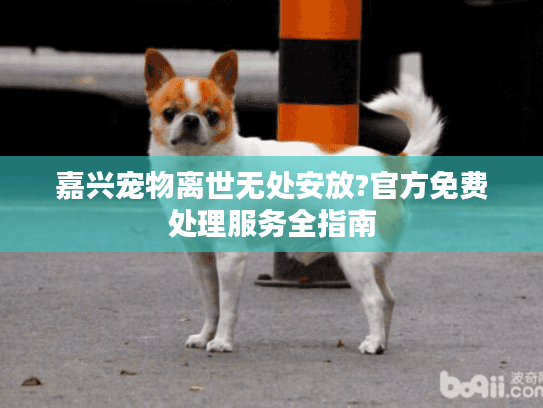 嘉兴宠物离世无处安放?官方免费处理服务全指南