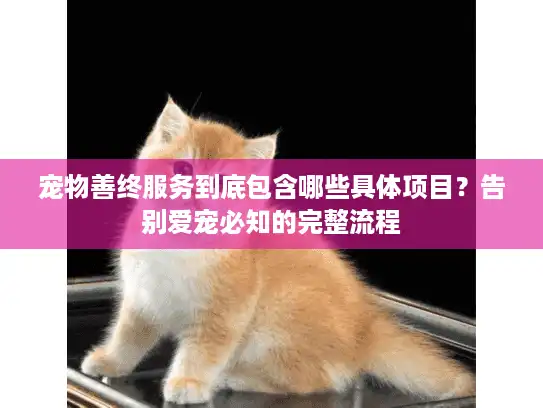 宠物善终服务到底包含哪些具体项目？告别爱宠必知的完整流程