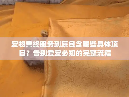 宠物善终服务到底包含哪些具体项目？告别爱宠必知的完整流程