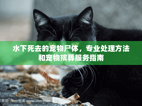 水下死去的宠物尸体，专业处理方法和宠物殡葬服务指南