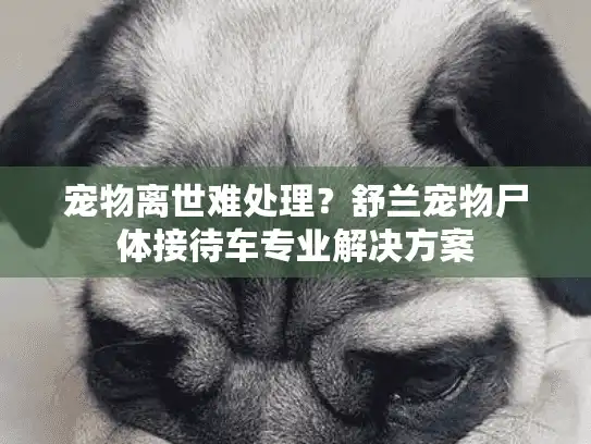 宠物离世难处理?舒兰宠物尸体接待车专业解决方案 宠物离世难处理?舒兰宠物尸体接待车专业解决方案