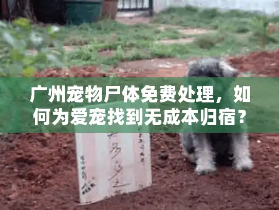 广州宠物尸体免费处理,如何为爱宠找到无成本归宿? 广州宠物尸体免费处理,如何为爱宠找到无成本归宿?