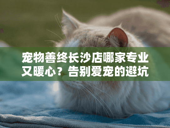 宠物善终长沙店哪家专业又暖心？告别爱宠的避坑指南