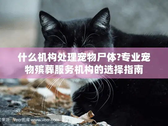 什么机构处理宠物尸体?专业宠物殡葬服务机构的选择指南 什么机构处理宠物尸体?专业宠物殡葬服务机构的选择指南