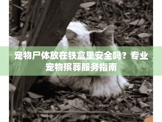 宠物尸体放在铁盒里安全吗？专业宠物殡葬服务指南