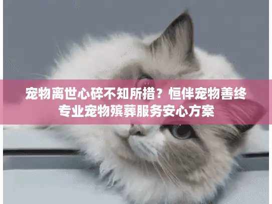 宠物离世心碎不知所措?恒伴宠物善终专业宠物殡葬服务安心方案 宠物离世心碎不知所措?恒伴宠物善终专业宠物殡葬服务安心方案