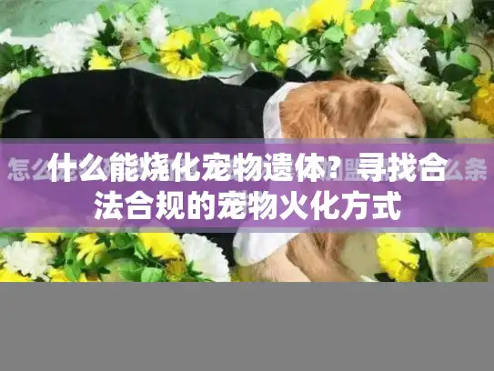 什么能烧化宠物遗体？寻找合法合规的宠物火化方式