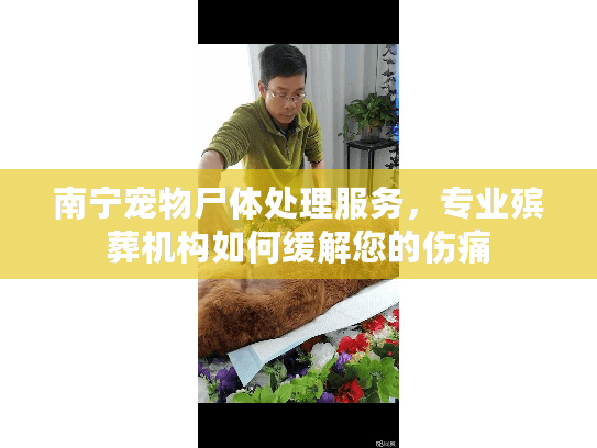 南宁宠物尸体处理服务，专业殡葬机构如何缓解您的伤痛