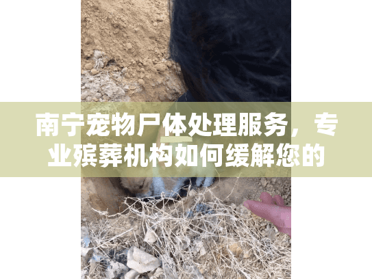 南宁宠物尸体处理服务，专业殡葬机构如何缓解您的伤痛