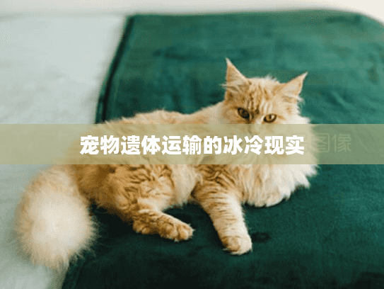 宠物遗体运输的冰冷现实