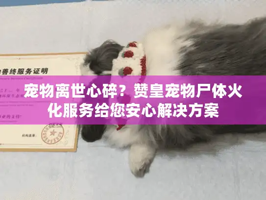 宠物离世心碎?赞皇宠物尸体火化服务给您安心解决方案 宠物离世心碎?赞皇宠物尸体火化服务给您安心解决方案