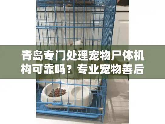 青岛专门处理宠物尸体机构可靠吗？专业宠物善后服务指南