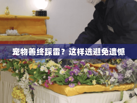 宠物善终踩雷?这样选避免遗憾 宠物善终踩雷?这样选避免遗憾