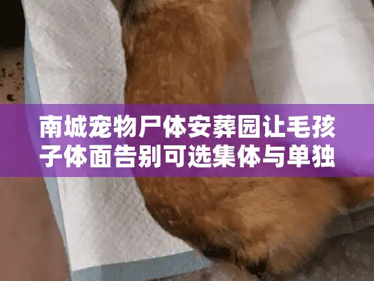 南城宠物尸体安葬园让毛孩子体面告别可选集体与单独安葬