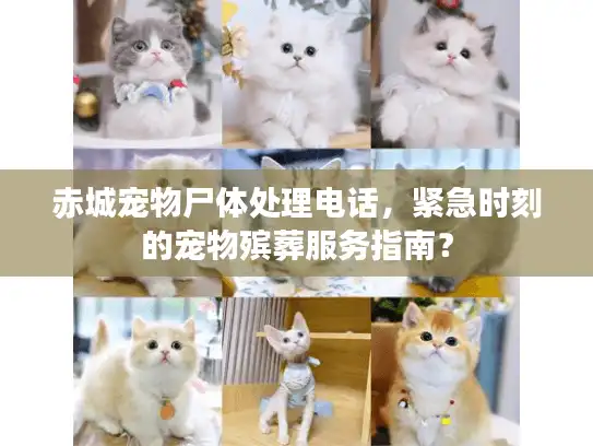 赤城宠物尸体处理电话,紧急时刻的宠物殡葬服务指南? 赤城宠物尸体处理电话,紧急时刻的宠物殡葬服务指南?