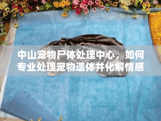 中山宠物尸体处理中心，如何专业处理宠物遗体并化解情感负担？