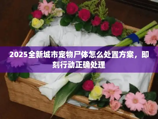 2025全新城市宠物尸体怎么处置方案，即刻行动正确处理