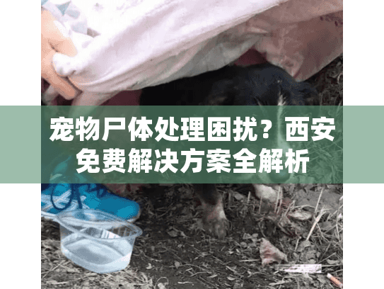 宠物尸体处理困扰?西安免费解决方案全解析 宠物尸体处理困扰?西安免费解决方案全解析