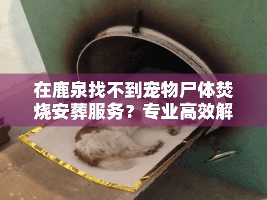 在鹿泉找不到宠物尸体焚烧安葬服务？专业高效解决方案在这里！