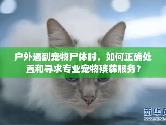 户外遇到宠物尸体时，如何正确处置和寻求专业宠物殡葬服务？