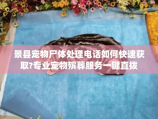 景县宠物尸体处理电话如何快速获取?专业宠物殡葬服务一键直拨