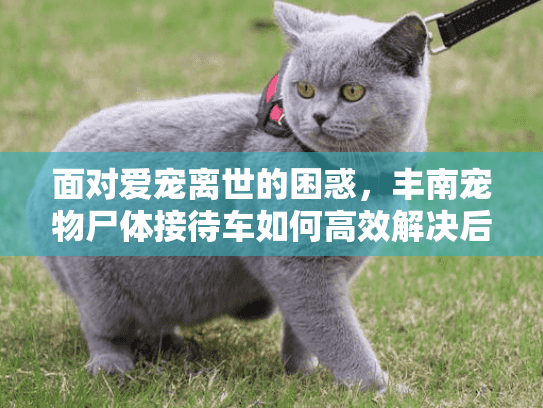 面对爱宠离世的困惑，丰南宠物尸体接待车如何高效解决后事难题
