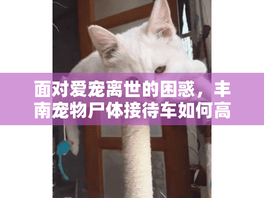 面对爱宠离世的困惑，丰南宠物尸体接待车如何高效解决后事难题