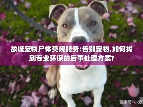 故城宠物尸体焚烧服务:告别宠物,如何找到专业环保的后事处理方案? 故城宠物尸体焚烧服务:告别宠物,如何找到专业环保的后事处理方案?
