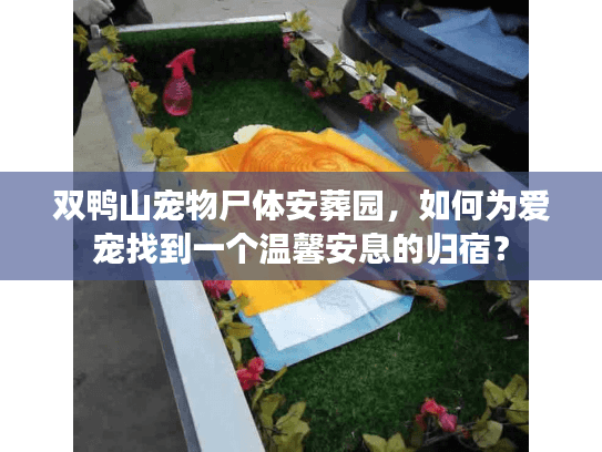 双鸭山宠物尸体安葬园，如何为爱宠找到一个温馨安息的归宿？