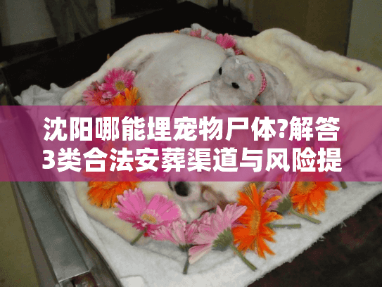 沈阳哪能埋宠物尸体?解答3类合法安葬渠道与风险提示