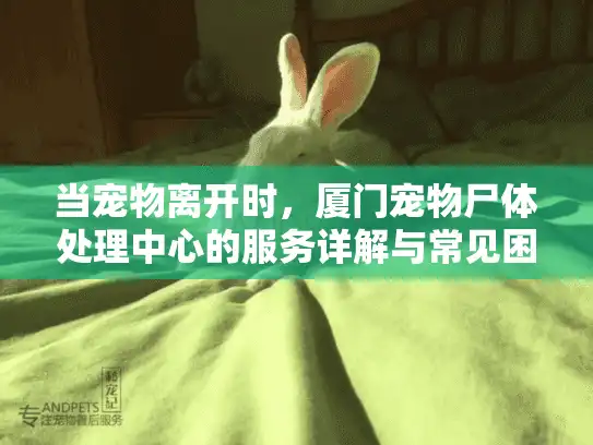 当宠物离开时,厦门宠物尸体处理中心的服务详解与常见困惑 当宠物离开时,厦门宠物尸体处理中心的服务详解与常见困惑
