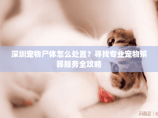 深圳宠物尸体怎么处置？寻找专业宠物殡葬服务全攻略