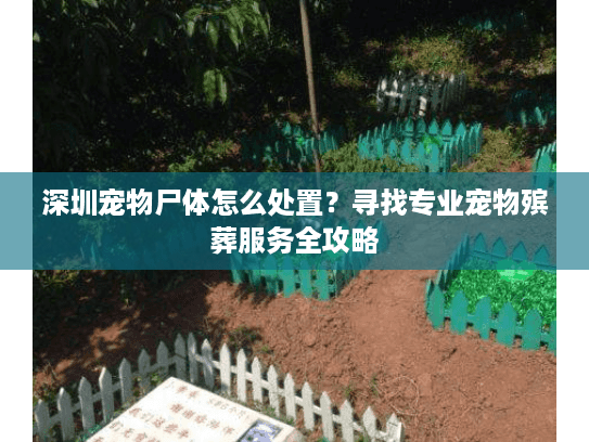 深圳宠物尸体怎么处置？寻找专业宠物殡葬服务全攻略
