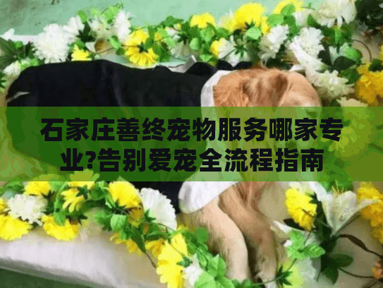 石家庄善终宠物服务哪家专业?告别爱宠全流程指南 石家庄善终宠物服务哪家专业?告别爱宠全流程指南