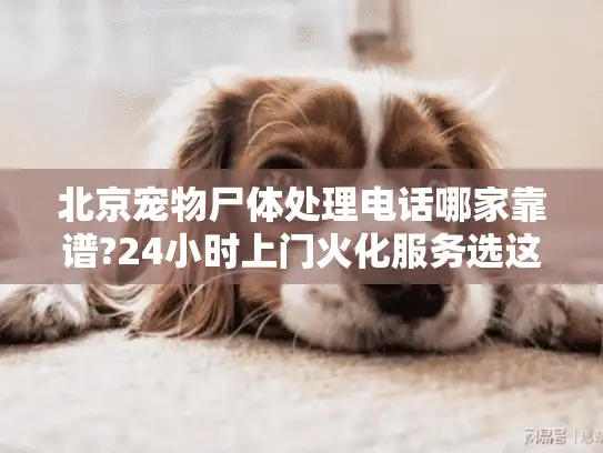 北京宠物尸体处理电话哪家靠谱?24小时上门火化服务选这里 北京宠物尸体处理电话哪家靠谱?24小时上门火化服务选这里
